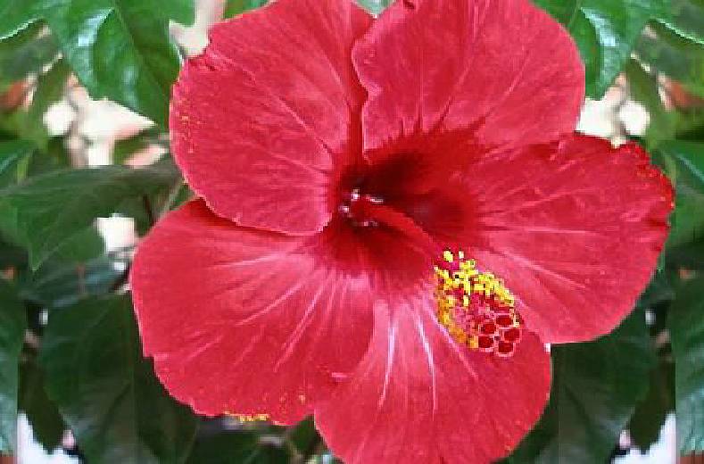 Родовое название китайской розы 8. Гибрид китайской розы. Гибискус митабилис цветок Китай.