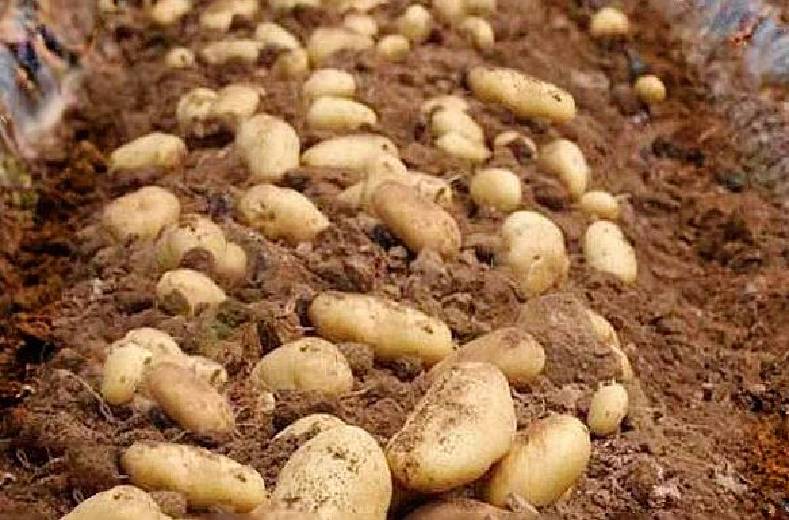Когда доставать картошку на проращивание для посадки. Прорастание картофеля. Картошка на даче. Проросшая картошка. Картошка на грядке.
